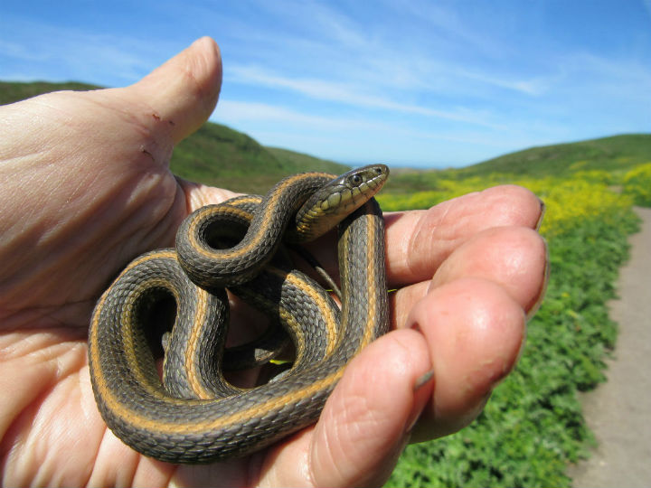 Aquatic Intergrade Garter Snake